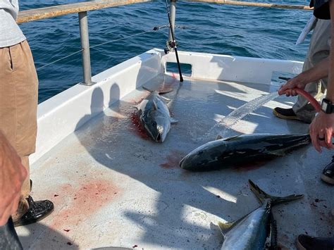 bear fishing|Newport Landing Sportfishing .